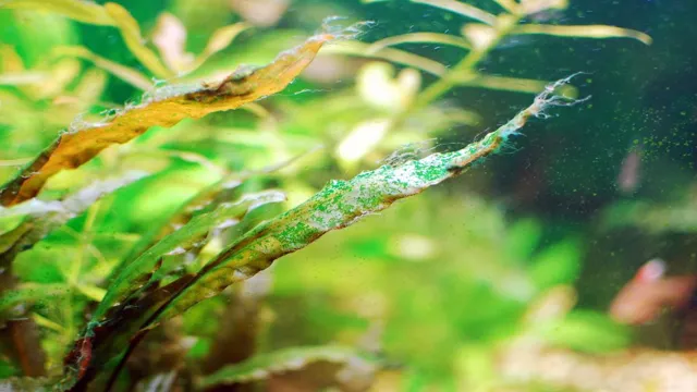 how to kill blue green algae in aquarium