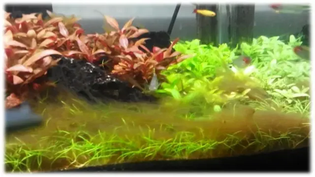 how to kill brown algae in aquarium