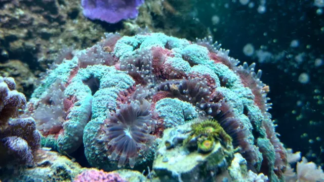 how to kill ciliates eating corals in aquarium