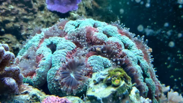 How to Kill Ciliates Eating Corals in Aquarium: Top Tips and Tricks