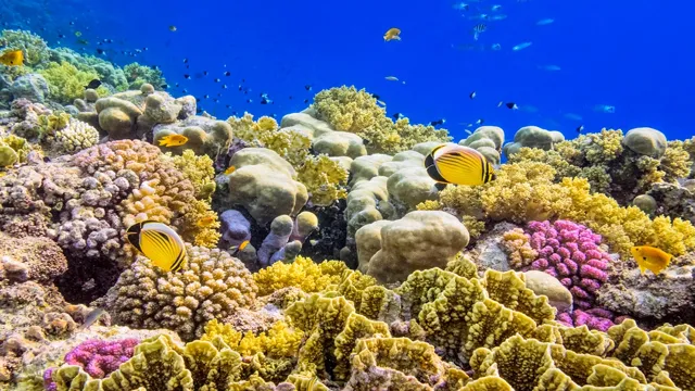 how to kill ciliates eating corals in aquarium