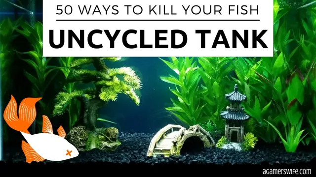 how to kill ciliates in aquarium