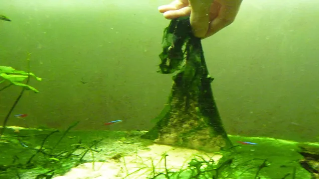 how to kill cyanobacteria in aquarium
