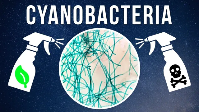how to kill cyanobacteria in freshwater aquarium