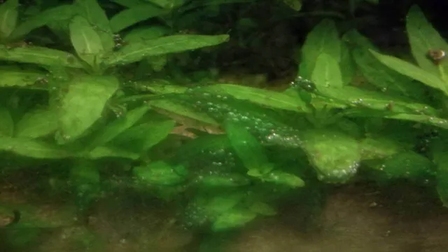 how to kill cyanobacteria in freshwater aquarium