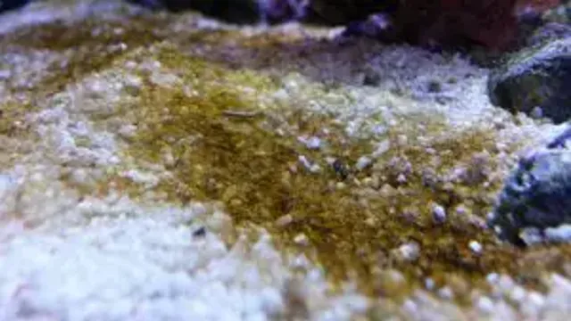 how to kill diatoms in aquarium