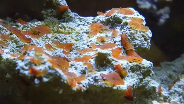 how to kill flatworms in aquarium
