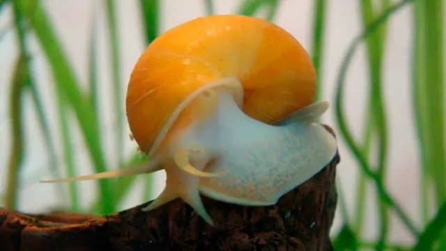 how to kill freshwater snails in aquarium