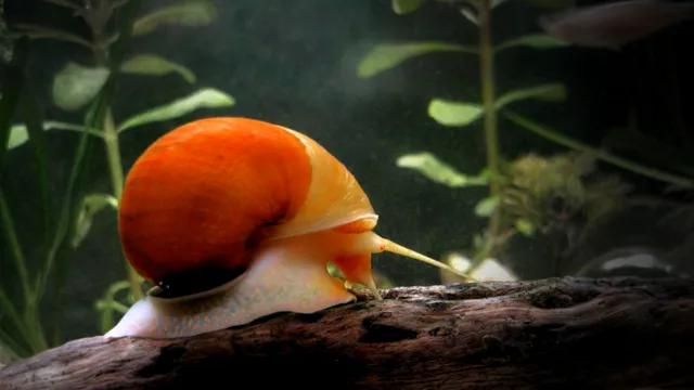 How to Kill Freshwater Snails in Aquarium: Effective Methods to Eradicate the Pesky Invertebrates