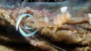 how to kill ghost shrimp in my aquarium 2