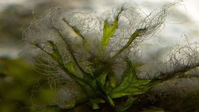 how to kill hair algae in aquarium
