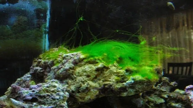 How to kill hair algae in aquarium – Effective methods explained