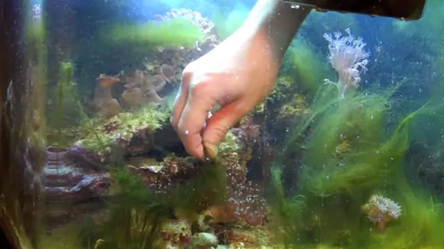 how to kill hair algae in aquarium