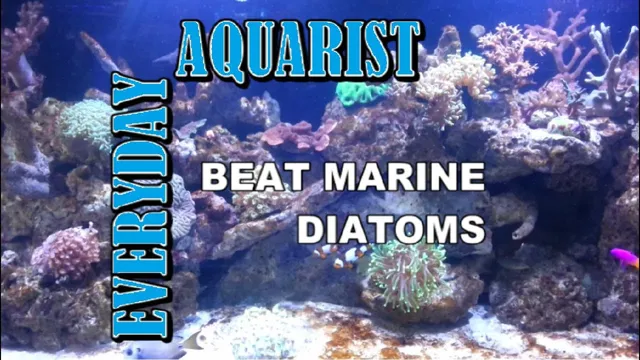 How to Kill Harmful Biota in Aquariums – Effective Methods and…