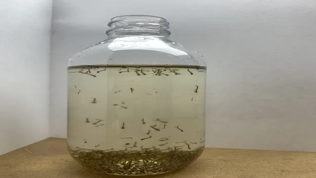 How to Kill Mosquito Larvae in Aquarium: Simple and Effective Ways.