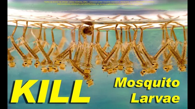 how to kill mosquito larvae in aquarium