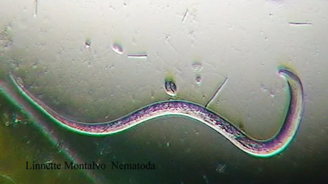 How to Kill Nematodes in Aquarium: A Comprehensive Guide for Fishkeepers