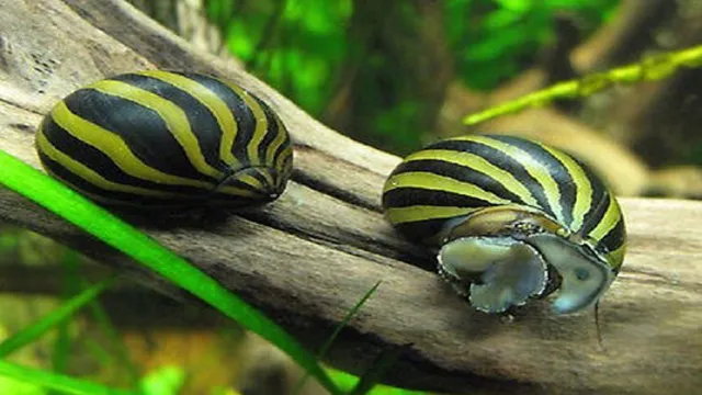 How to Kill off Snail Eggs from Driftwood for Aquariums: Best Methods and Tips