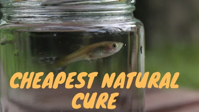 How to Kill Parasites in Aquarium: Tips and Tricks for a Healthy Tank