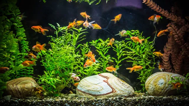 How to Kill Parasites in Aquarium Water: Tips and Tricks for a Healthier Tank