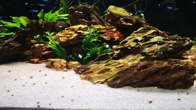 How to Kill Pest Snails on Aquarium Plants: Effective Ways to Control Snail Infestations