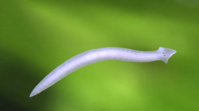 how to kill planaria in aquarium 2