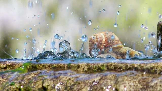 How to Kill Pond Snails in Aquarium: Tips and Tricks for Effective Elimination