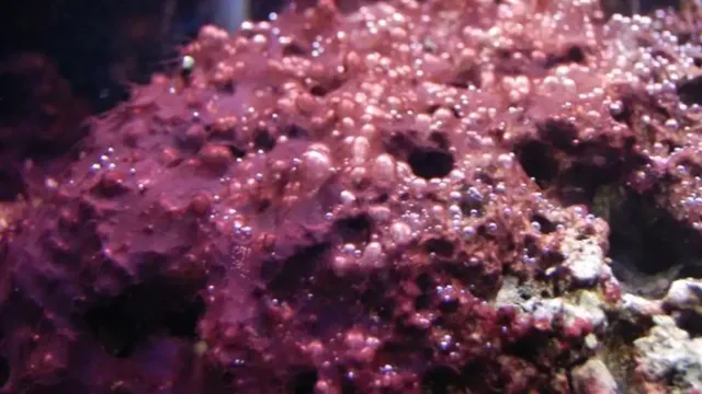 how to kill red algae in aquarium