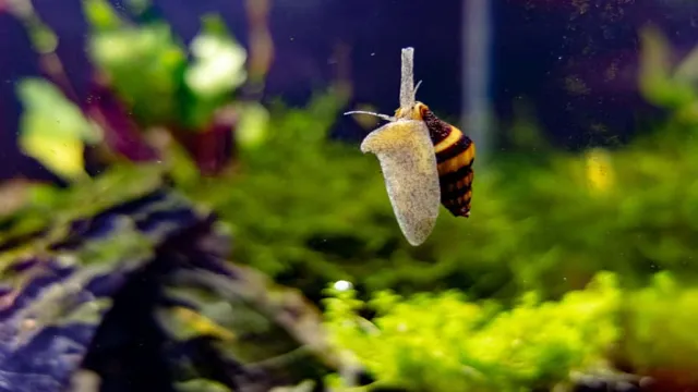 How to Kill Snail Eggs in Aquarium: Effective Tips and Techniques