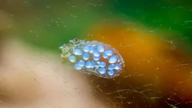 how to kill snail eggs in aquarium