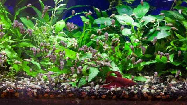 how to kill snail on plants aquarium