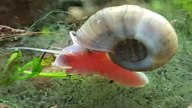 how to kill snails in a freshwater aquarium