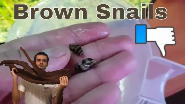 how to kill snails in aquarium without harming plants