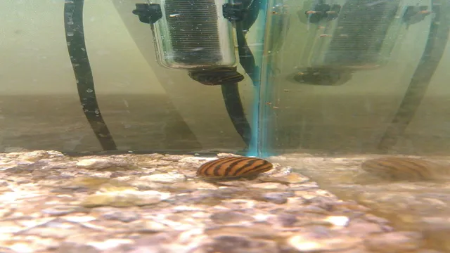 how to kill snails in my aquarium