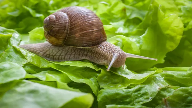 how to kill snails in my aquarium