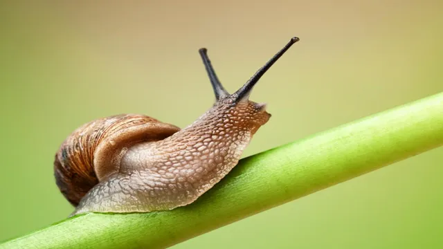 how to kill snails in planted aquarium