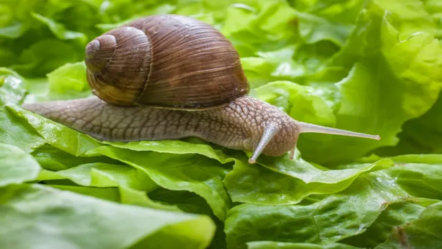 how to kill snails on aquarium plants