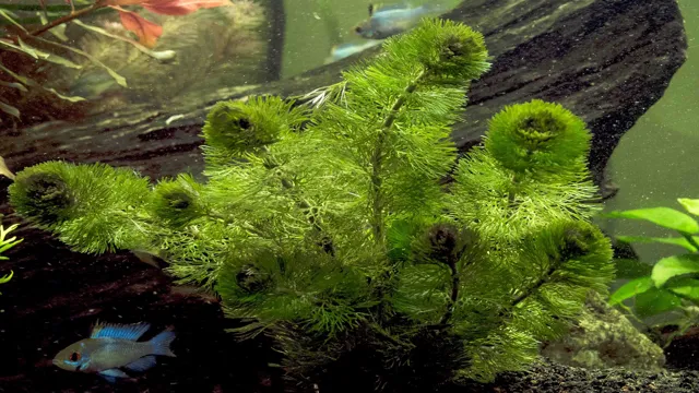 How to Kill Algae and Other Pests on Aquarium Plants: A Comprehensive Guide