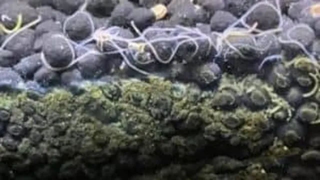 how to kill worms on aquarium plants shrimp tank