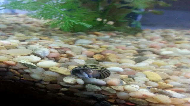 how to know if my aquarium snail is dead