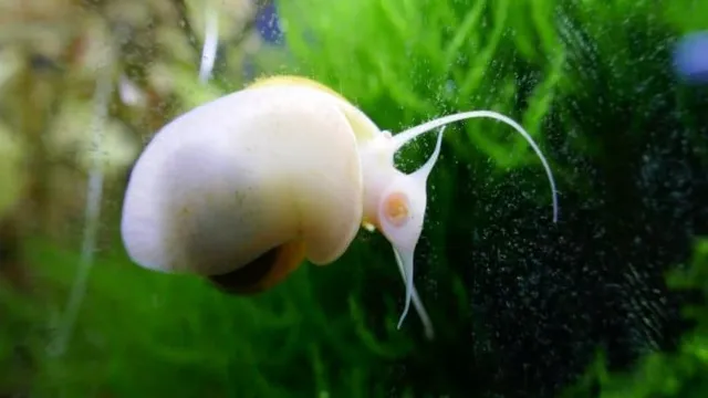 How to Know if My Aquarium Snail is Dead: A Comprehensive Guide for Beginners