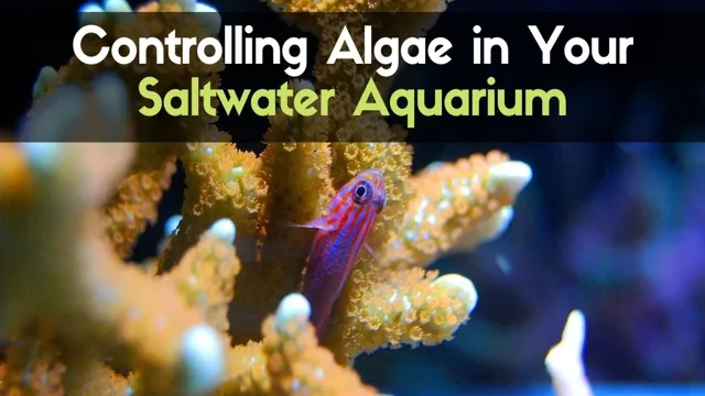 how to know if you have algae in your aquarium