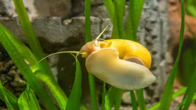 how to know if your aquarium snail is dead