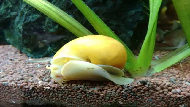 How to Know If Your Aquarium Snail Is Dead: Tips and Tricks for Keeping Your Tank Healthy