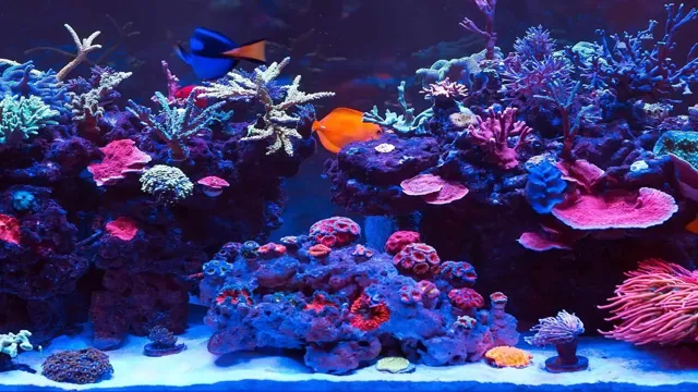 How to Know if Your Saltwater Aquarium has Cycled: A Beginner’s Guide