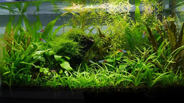 How to Know if the Aquascape Aquarium Water is Good: Easy Tips and Tests