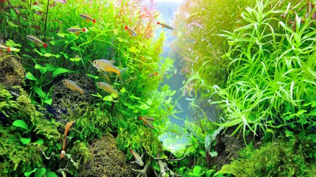 how to light a planted aquarium