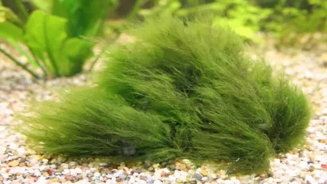 How to Limit Algae Growth in Aquarium: 7 Effective Strategies.