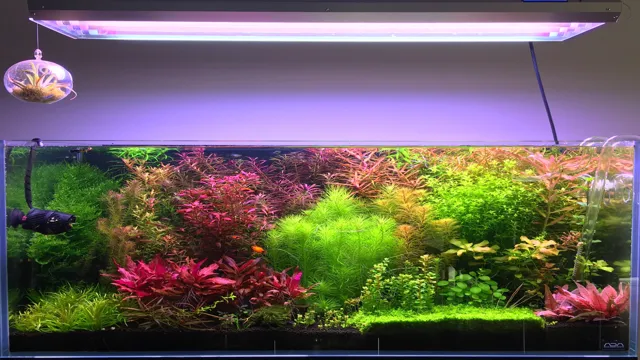 How to Create a Thriving Live Plants Aquarium: Tips and Tricks