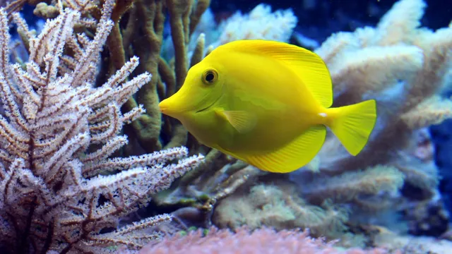 how to look after aquarium fish